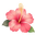 Satin Hibiscus logo